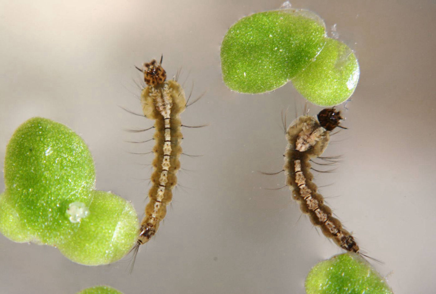 Anopheles claviger