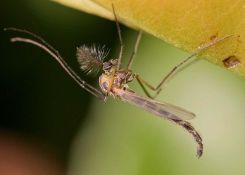Közönséges árvaszúnyog (Chironomus plumosus) közelről Közönséges árvaszúnyog (Chironomus plumosus) közelről