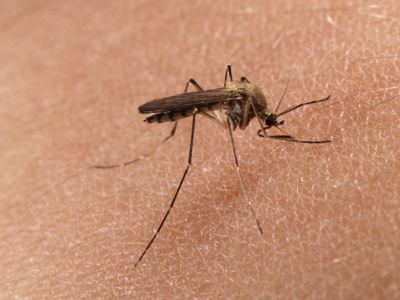 Aedes vexans A különféle médiumok rendre beszámolnak hazai nyugat-nílusi lázesetekről. Gyakran előfordul, hogy ezek az esetek újszerű jelenségként, legfrissebb fenyegetésként jelennek meg. A különféle médiumok rendre beszámolnak hazai nyugat-nílusi lázesetekről. Gyakran előfordul, hogy ezek az esetek újszerű jelenségként, legfrissebb fenyegetésként jelennek meg.