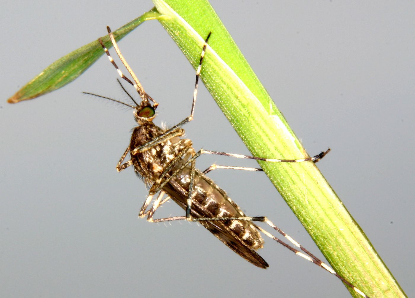 Culiseta annulata Culiseta annulata