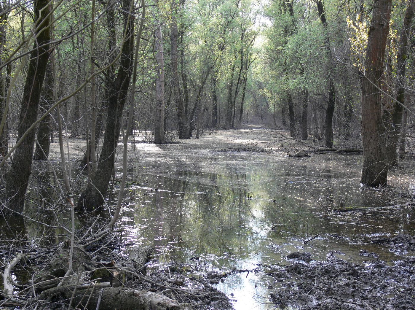 Csütörtökön kezdődik a központi szúnyoggyérítés Csütörtökön kezdődik a központi szúnyoggyérítés