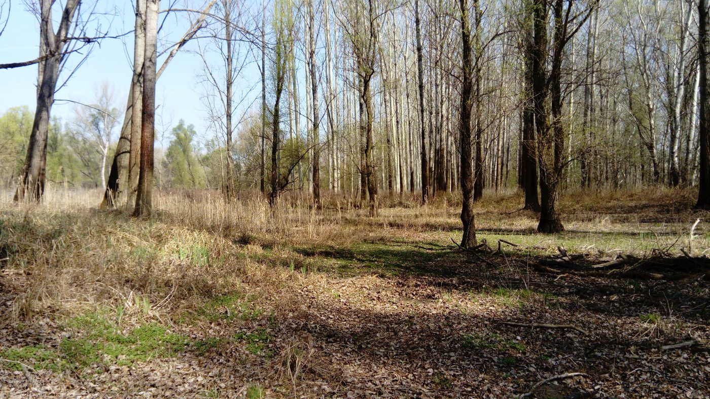 Győr Rába kiszáradt ártere 2017.03.28.