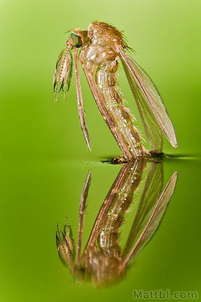 A szúnyog, mint vektor 